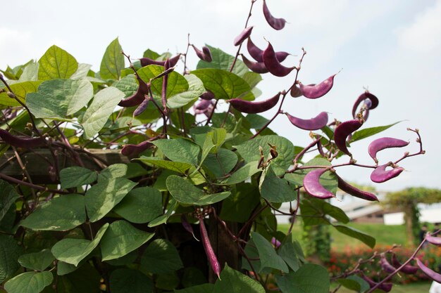 Piselli piccione viola o cajanus cajan pianta nel giardino della piantagione agricola fattoria in campagna a Nonthaburi Thailandia