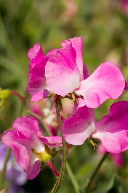 Pisello dolce Lathyrus Odoratus