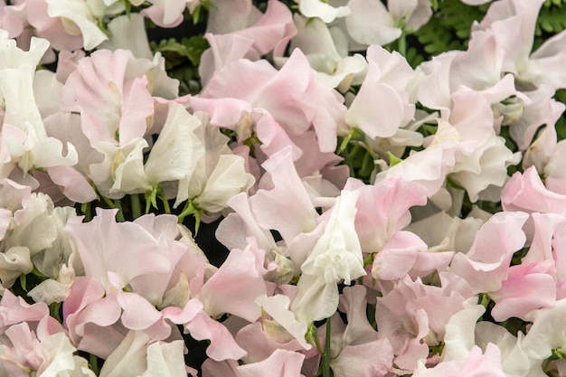 Pisello dolce Tracy Ann e Patricia Marily Lathyrus oderatus