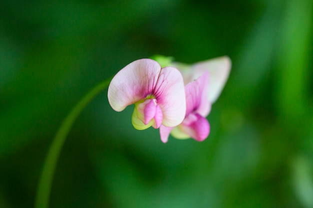 Pisello eterno a foglie strette (Lathyrus sylvestris) in fiore. Una bella pianta rosa della famiglia dei piselli (Fabaceae), che fiorisce in un prato inglese