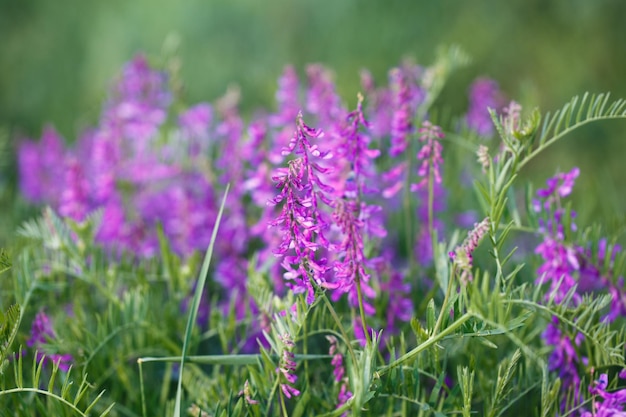 Pisello topo Vicia cracca Pregiata pianta del miele foraggio e pianta medicinale Specie del genere Piselli della famiglia delle leguminose