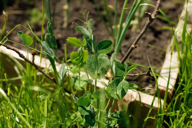 Pisello verde che cresce dal suolo in un giardino urbano Germogli di piselli da vicino Cibo coltivato in casa e verdure biologiche Orto comunitario