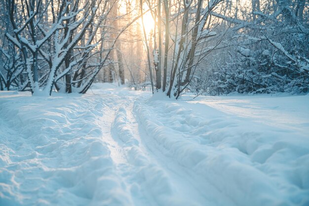 Pista da sci in una foresta innevata in inverno Attività sportiva invernale