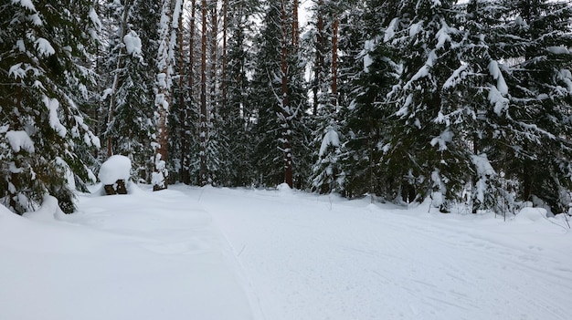 Pista da sci in una foresta invernale con cumuli di neve e alberi innevati.