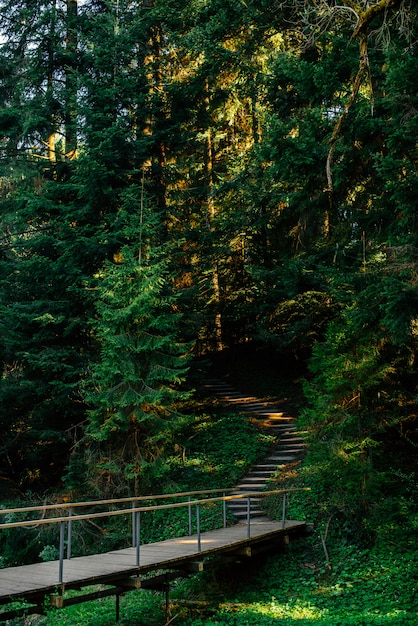 Pista forestale. Può essere usato come sfondo