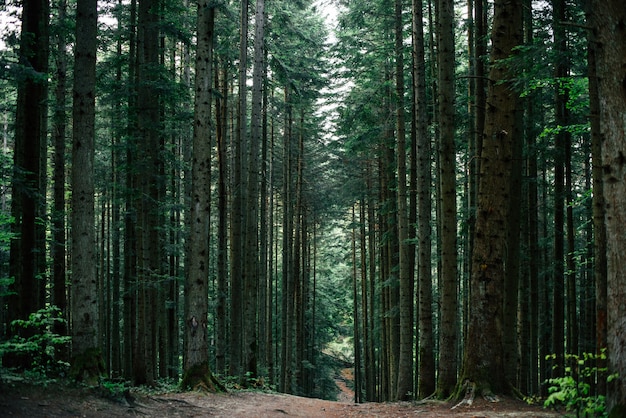 Pista forestale. Può essere usato come sfondo