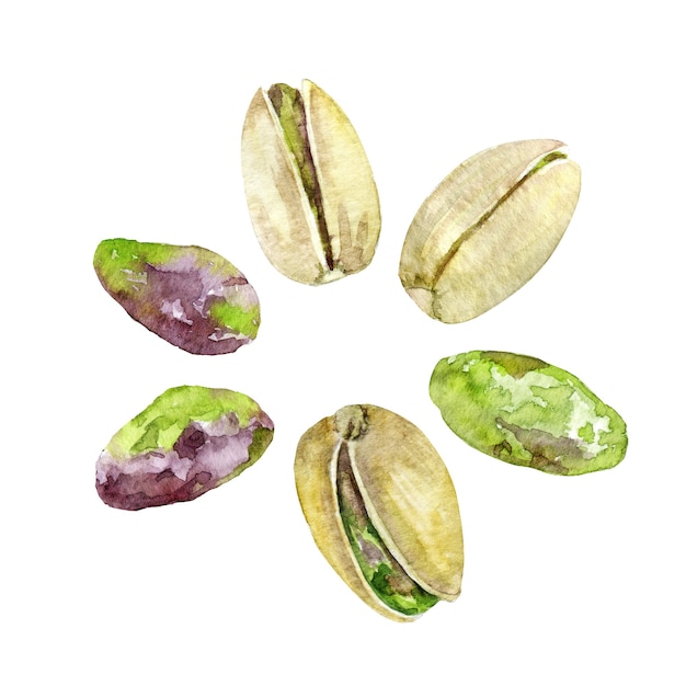 Pistacchio dell'acquerello