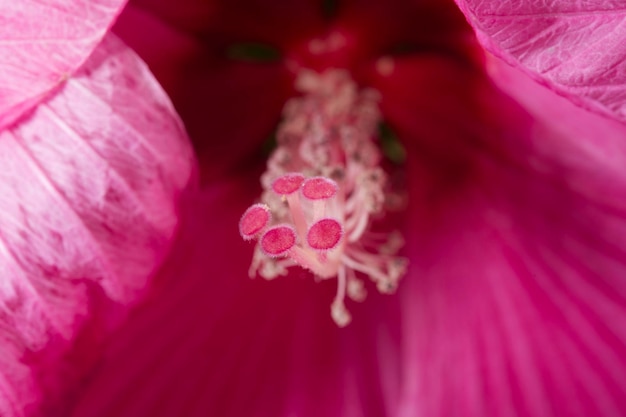 Pistillo di ibisco rosa