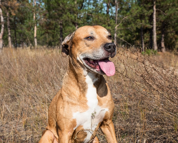 Pitbull americani all&#39;aperto