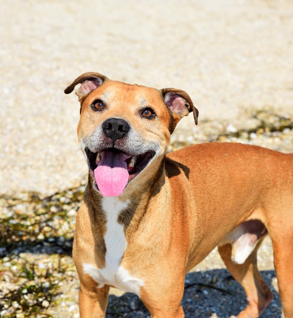 Pitbull americano dai capelli rossi all&#39;aperto