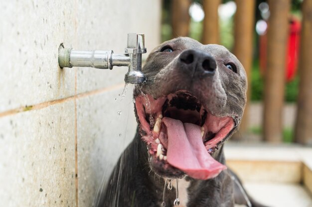 Pitbull cane acqua potabile dal rubinetto e giocare nel parco in una giornata di sole Messa a fuoco selettiva