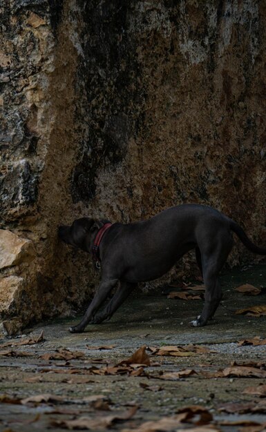 Pitbull che cammina attraverso il campo in autunno