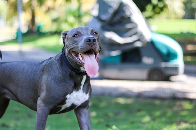 Pitbull cucciolo di cane che gioca e si diverte nel parco. Messa a fuoco selettiva.