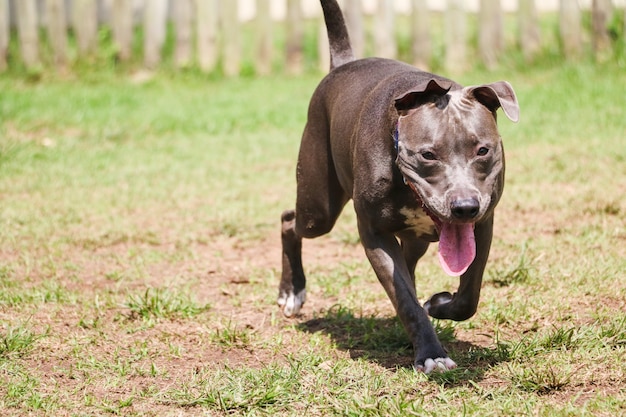 Pitbull cucciolo di cane che gioca e si diverte nel parco. Messa a fuoco selettiva.