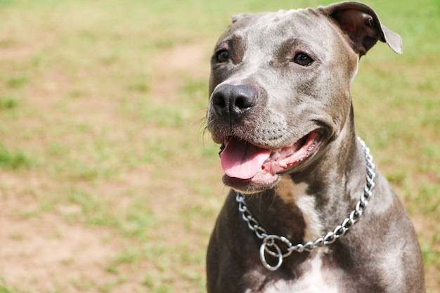 Pitbull cucciolo di cane che gioca e si diverte nel parco. Messa a fuoco selettiva.