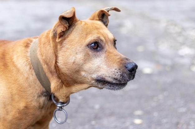 Pitbull di razza cane aggressivo si chiuda nel profilo