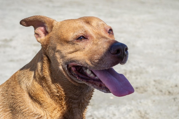 Pitbull shiba inu mix giocando nella sabbia e nuotando in spiaggia per cani