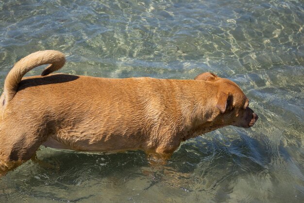 Pitbull shiba inu mix giocando nella sabbia e nuotando in spiaggia per cani