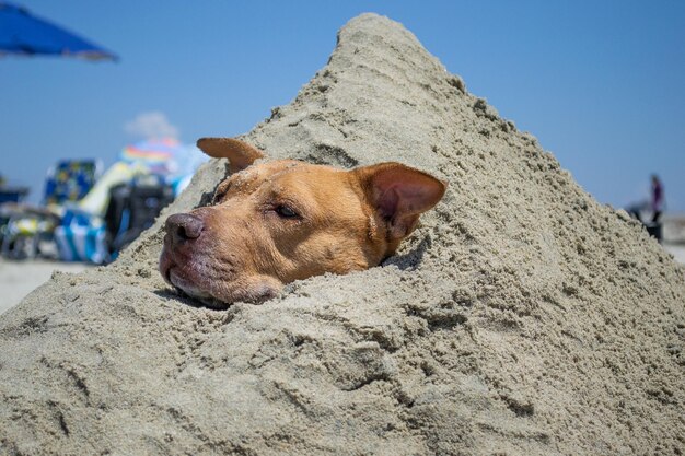 Pitbull shiba inu mix giocando nella sabbia e nuotando in spiaggia per cani