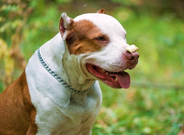Pitbull terrier con biscotto sul naso.