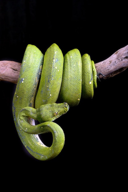 Pitone verde arrotolato attorno a un ramo di un albero