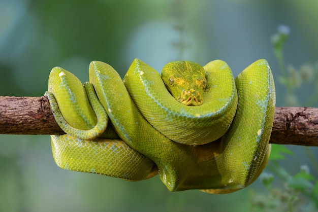 pitone verde morelia viridis su ramoscelli in giardino tropicale