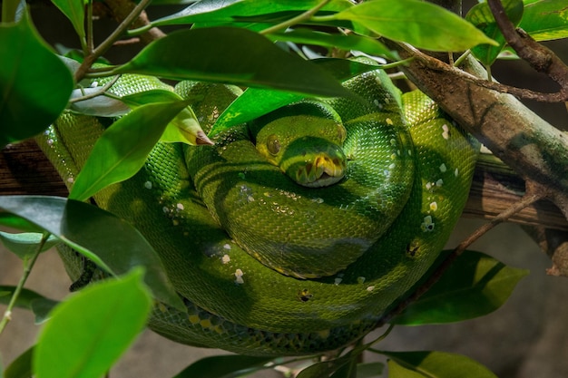 Pitone verde su un albero