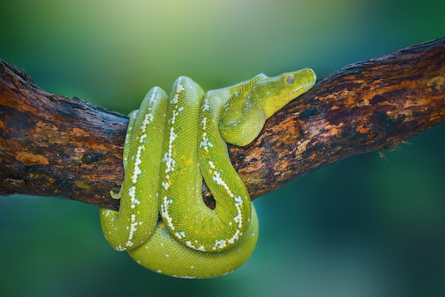 pitone verde sull'albero nel giardino tropicale