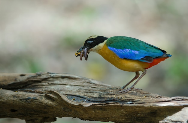 Pitta Blu-alato (moluccensis del Pitta) in natura della Tailandia