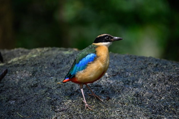 Pitta moluccensis uccello è in piedi Dopo aver nuotato nello stagno per rinfrescarsi