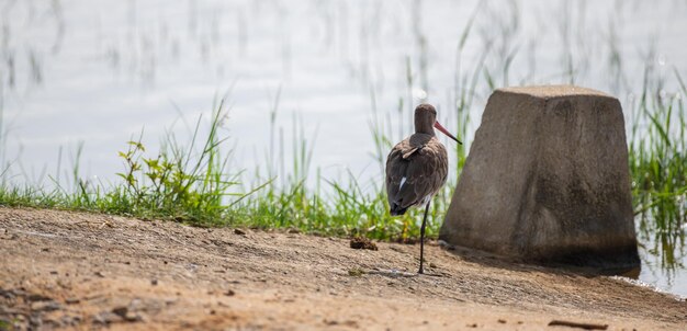 Pittima reale dalla coda nera in piedi su un piede appoggiato sulla riva di una laguna nel parco nazionale di Bundala nello Sri Lanka