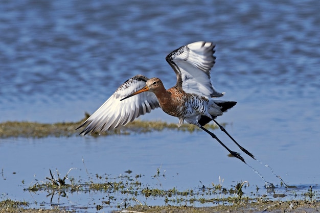 Pittima reale (Limosa limosa)