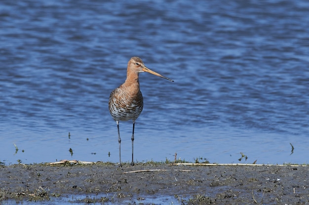 Pittima reale (Limosa limosa)