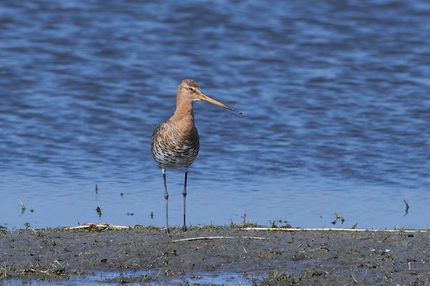 Pittima reale Limosa limosa