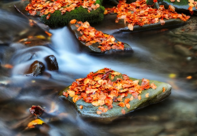 Pittoresca cascata nella foresta d'autunno