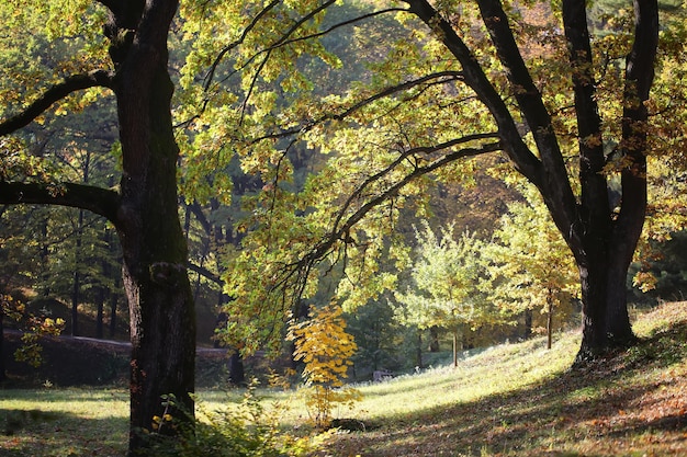 Pittoresca foresta autunnale