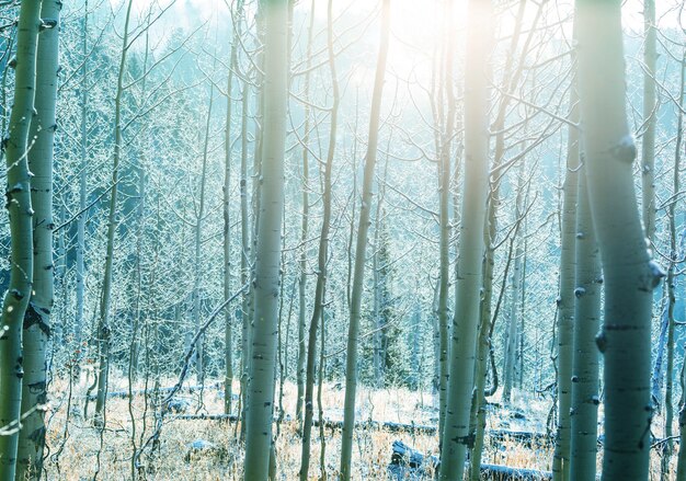 Pittoresca foresta innevata in inverno