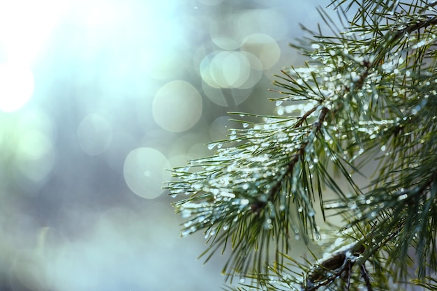 Pittoresca foresta innevata in inverno