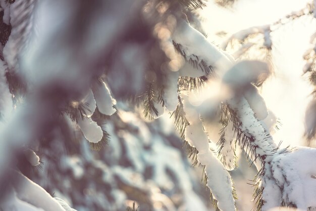 Pittoresca foresta innevata in inverno