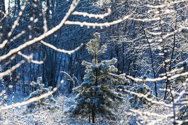 Pittoresca foresta innevata in inverno