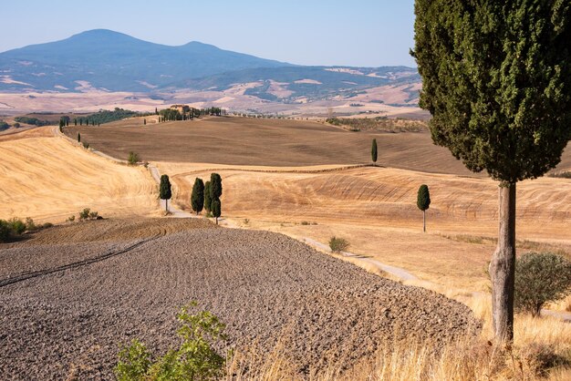 Pittoresca strada di campagna con cipressi tra campi estivi gialli in Toscana Italia