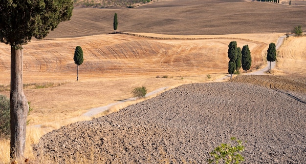 Pittoresca strada di campagna con cipressi tra campi estivi gialli in Toscana Italia