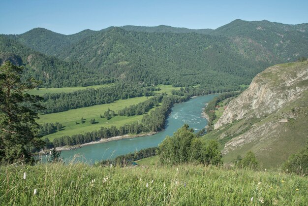 Pittoresca valle di montagna, fiume Katun, Altai, Siberia. Verde estivo.