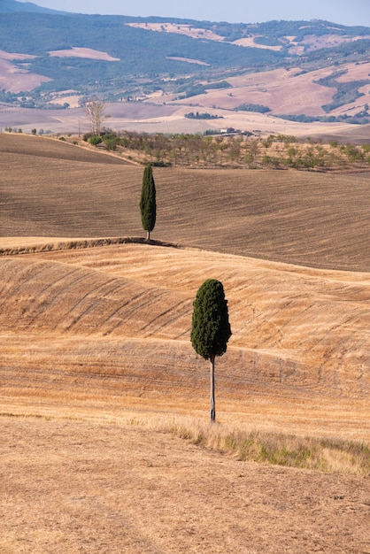 Pittoreschi campi agricoli gialli con cipressi in Toscana Italia