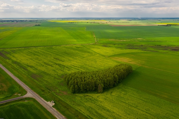 Pittoreschi campi verdi della Bielorussia. Vista aerea