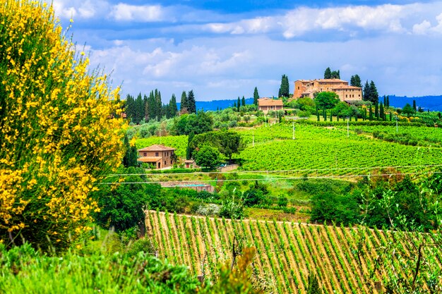 Pittoreschi vigneti della Toscana, famosa regione vinicola d'Italia