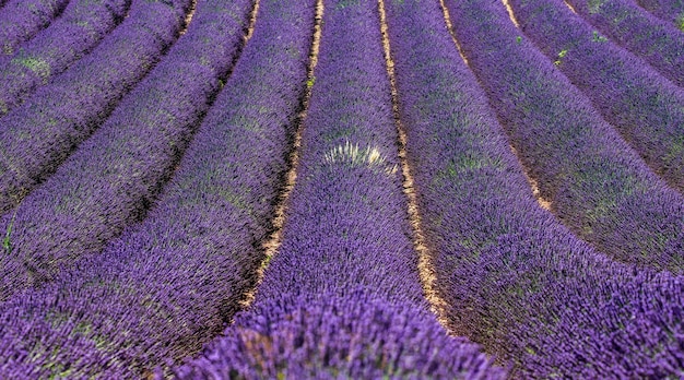 Pittoresco campo di lavanda in natura