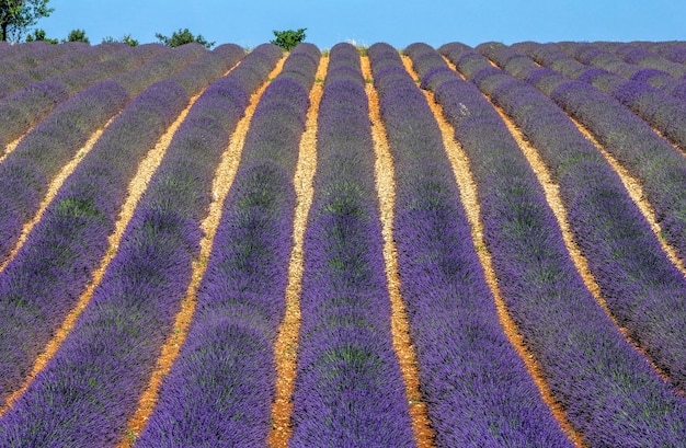 Pittoresco campo di lavanda in natura