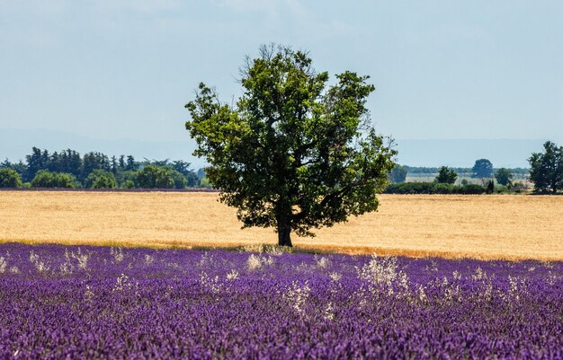 Pittoresco campo di lavanda in natura