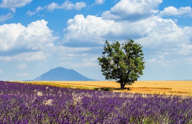 Pittoresco campo di lavanda in natura